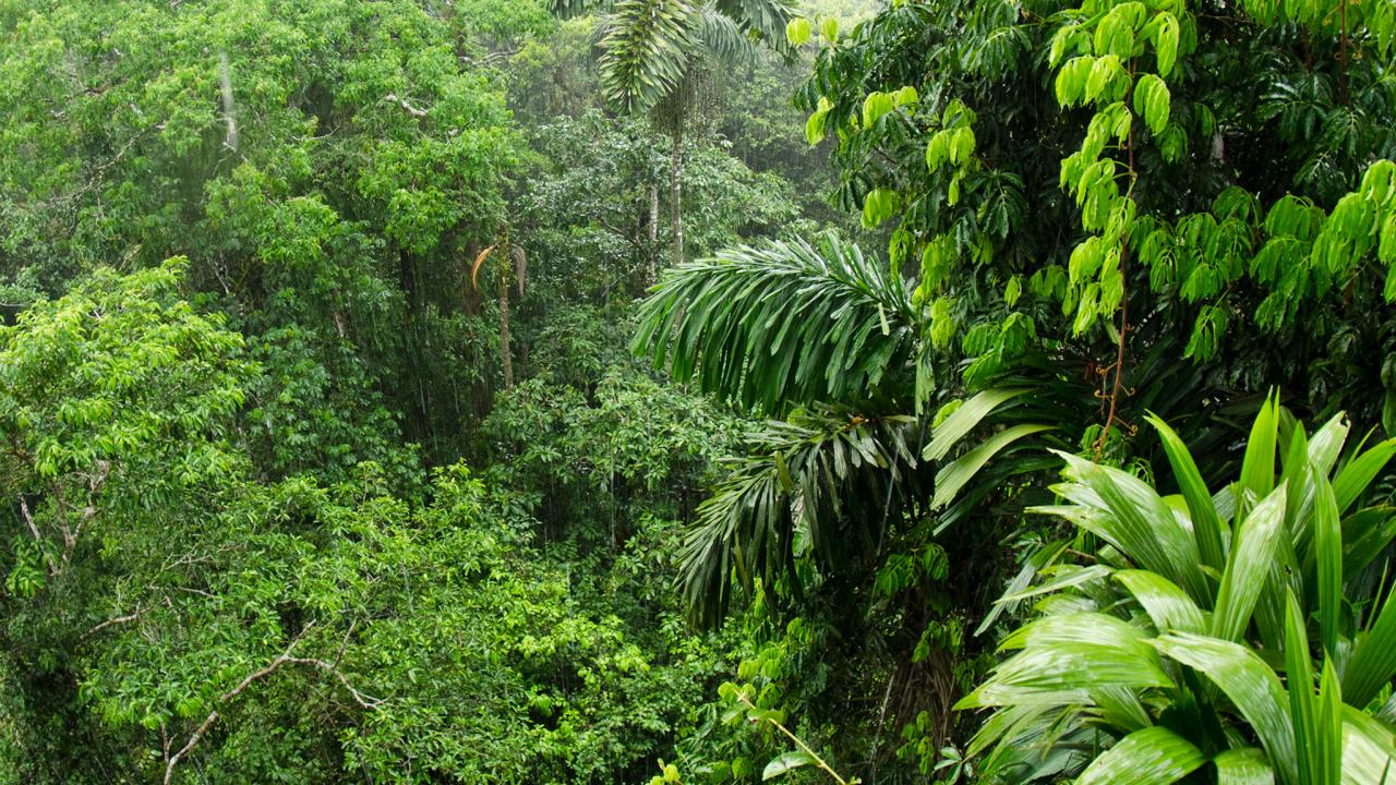 forest