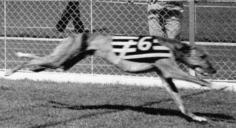 chien dossard 6